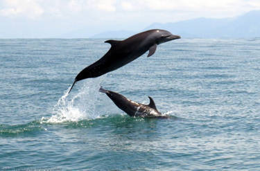 Image representing Dolphin Watching