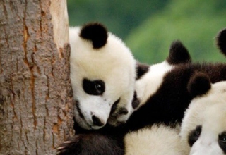 Image representing China