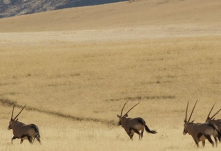 Image representing Namibia